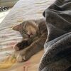 olliecat13